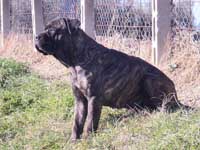 rustic cane corso brindle